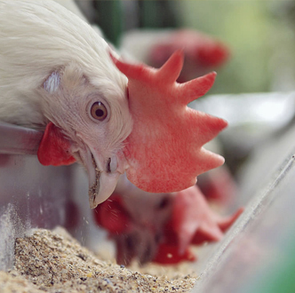 Animal-nutrition-for-chickens-on-poultry-farm